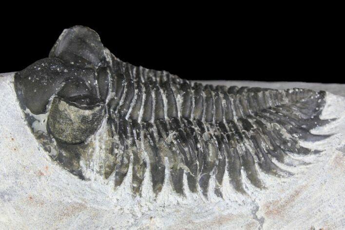 Bargain, Coltraneia Trilobite Fossil - Huge Faceted Eyes #137705